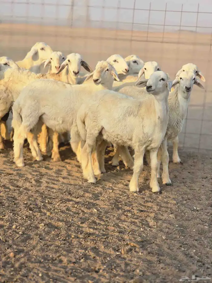 طليان جبره 8