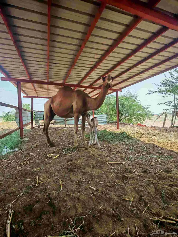 خلفا مصغر للبيع 1