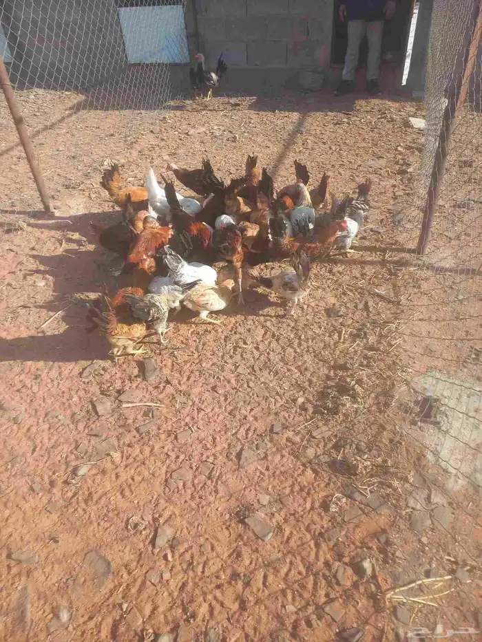 للبيع دجاج بلدي 0