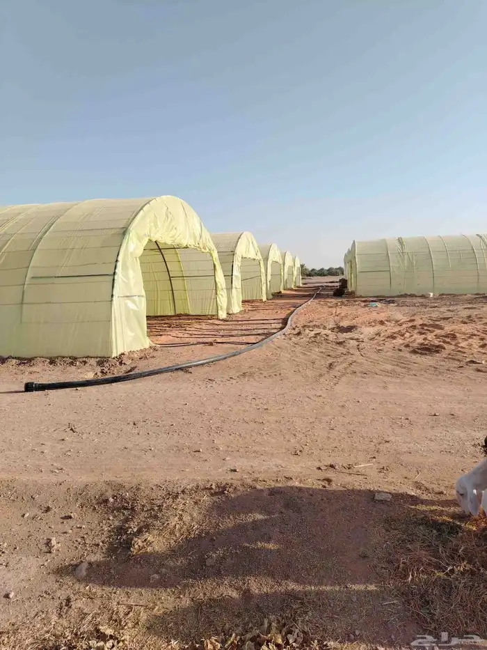 اجار بيوت محمية العداد عشرين بيت غير مكيفه 1