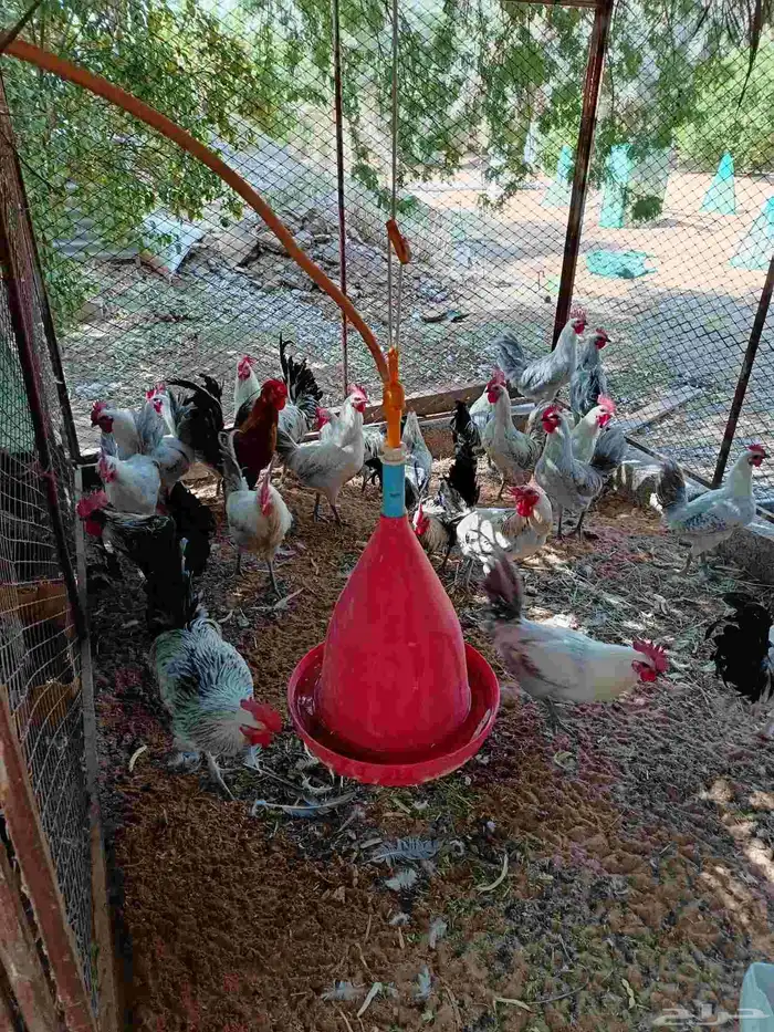 ديك فيومي للبيع 0