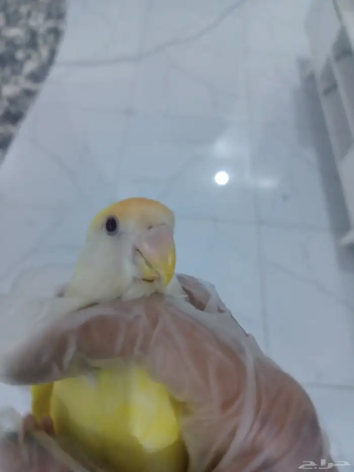 عصفور روز للبيع 1