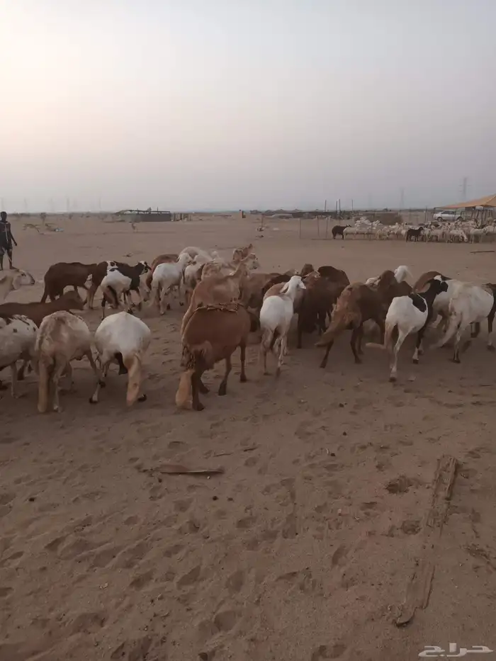 40 ضان سواكن يتبعها 28 0