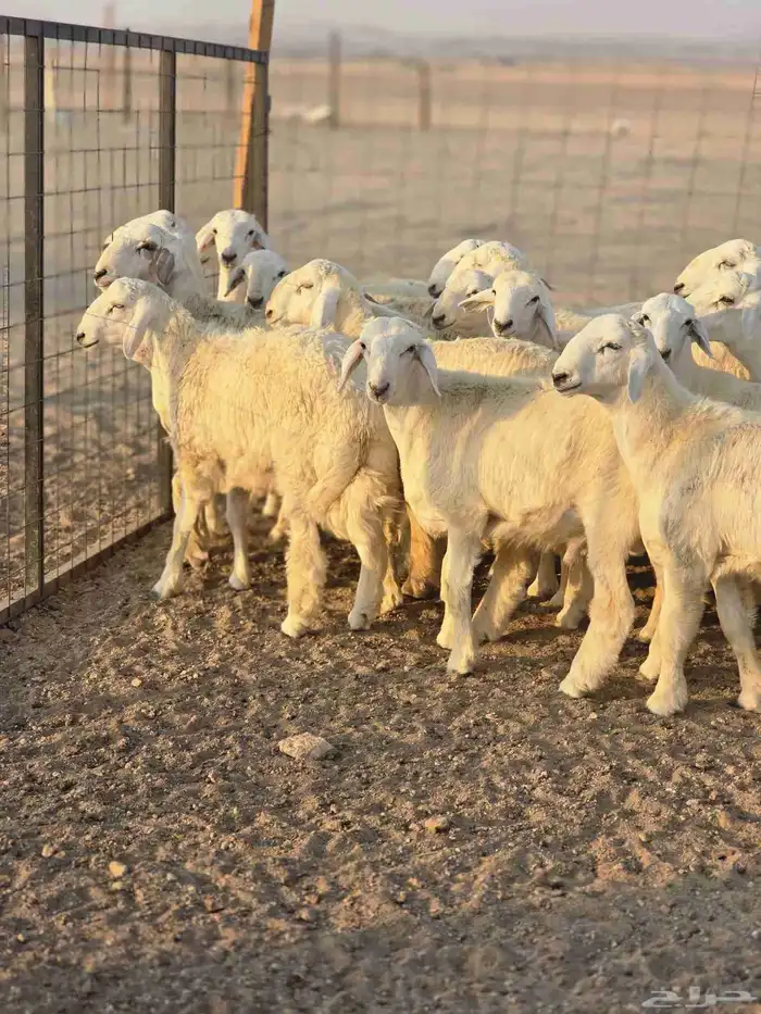 طليان جبره 5