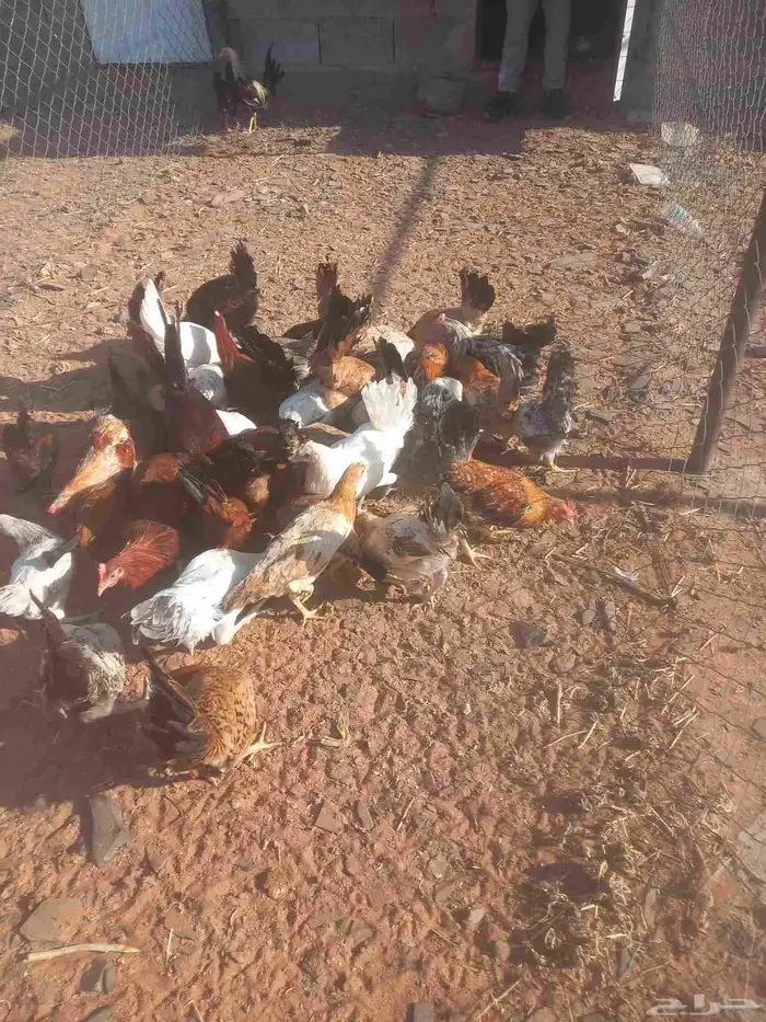 للبيع دجاج بلدي 3