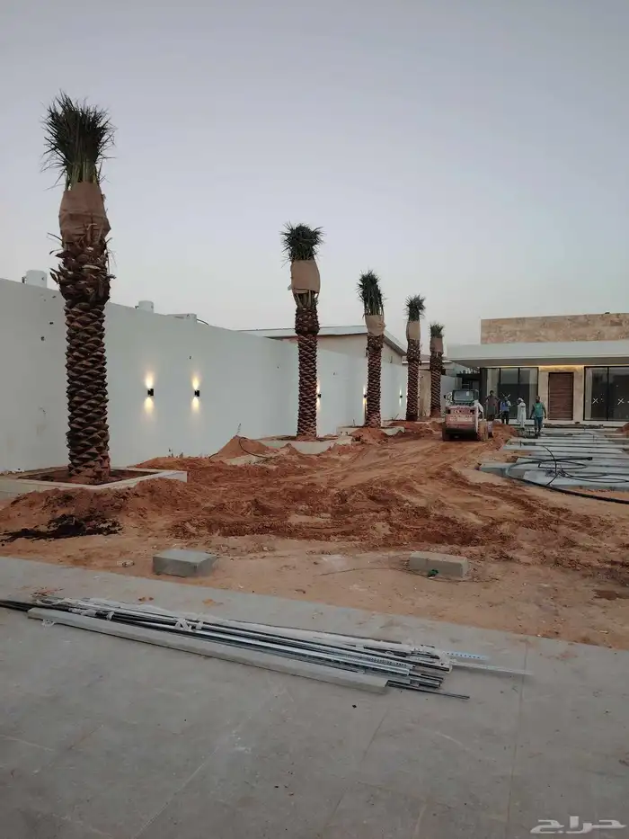 توريد وغرس النخل العربي ولوشنطني الأمريكي الزينه 0