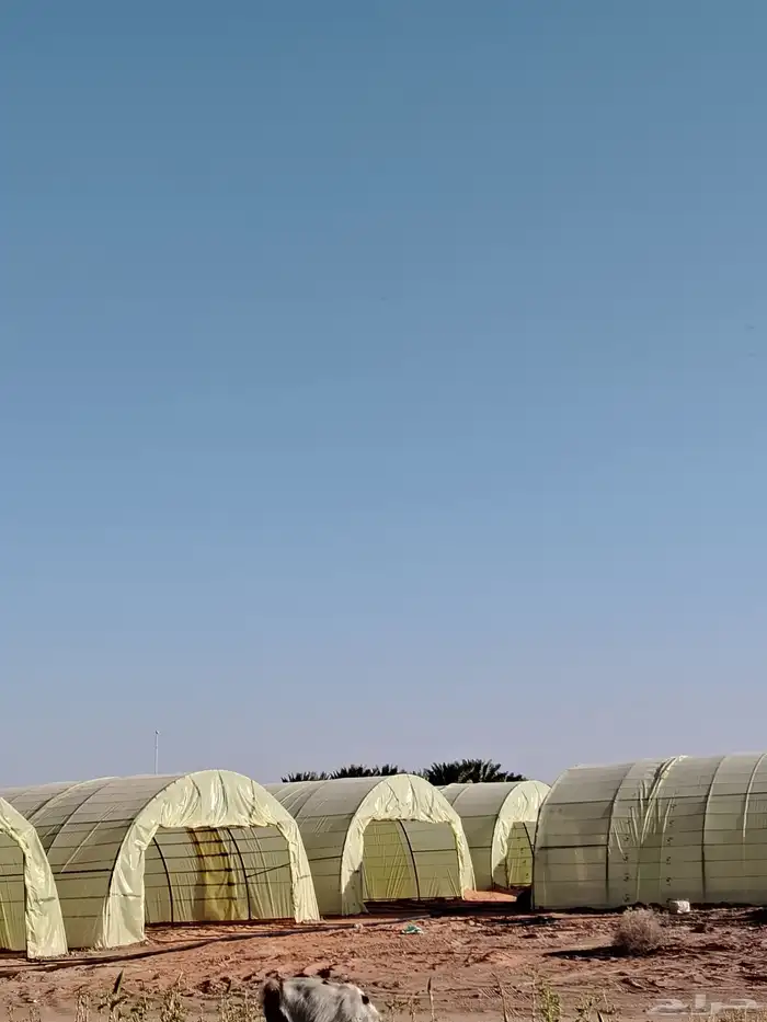 اجار بيوت محمية العداد عشرين بيت غير مكيفه 3