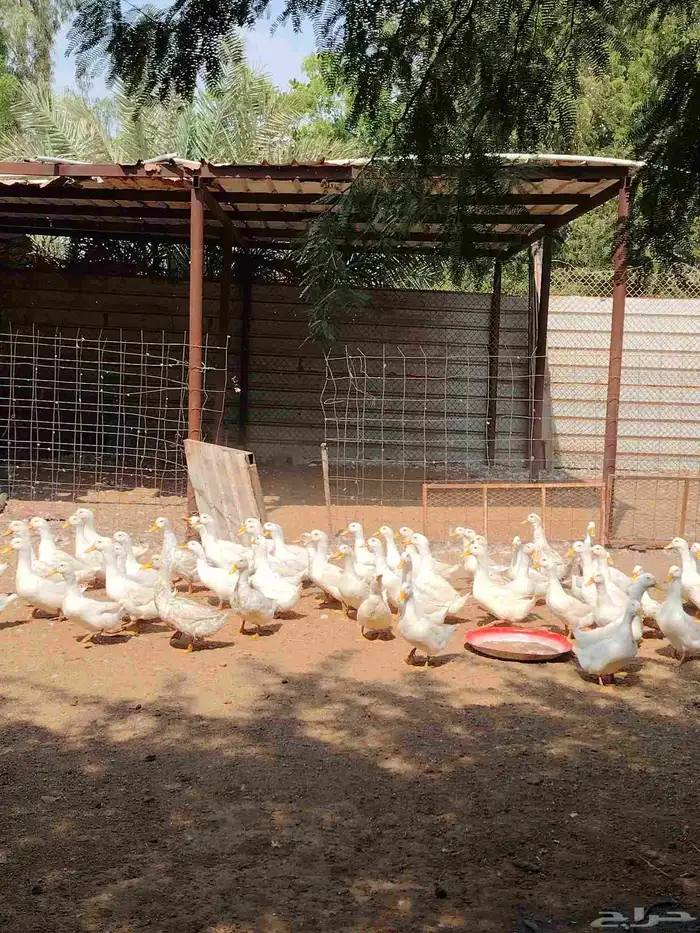 بط بكيني رابغ 1