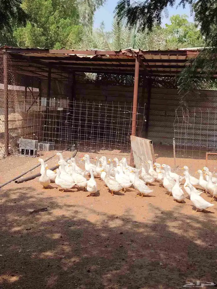 بط بكيني رابغ 0