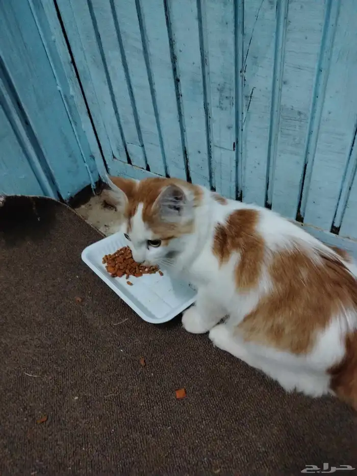 قطه شيرازي للتبني. 4