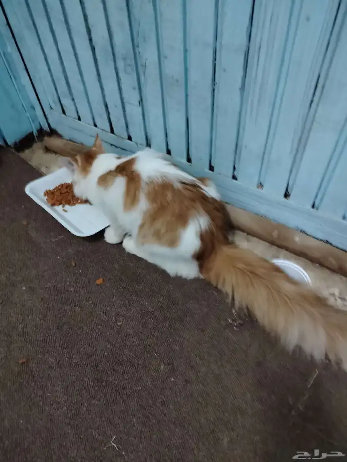 قطه شيرازي للتبني. 0