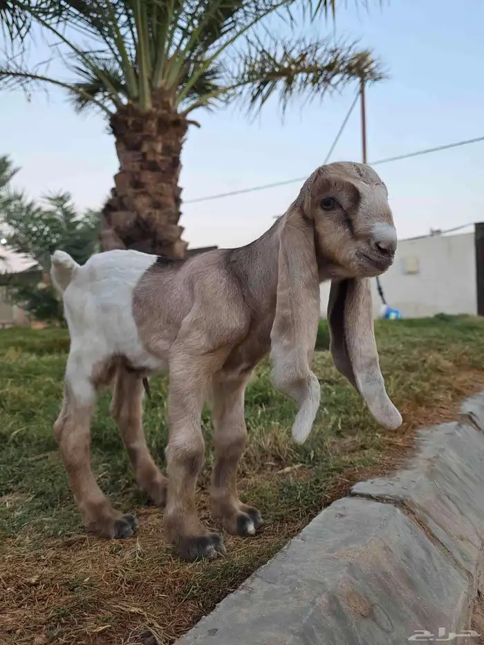 عنز عارضيه شهبا تحته تيس 2