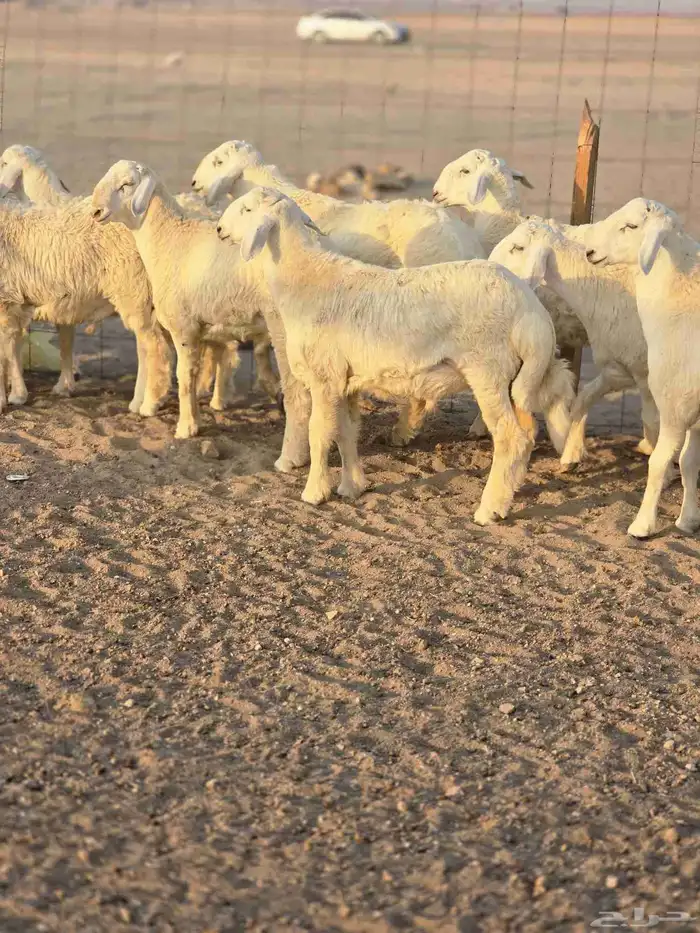 طليان جبره 3