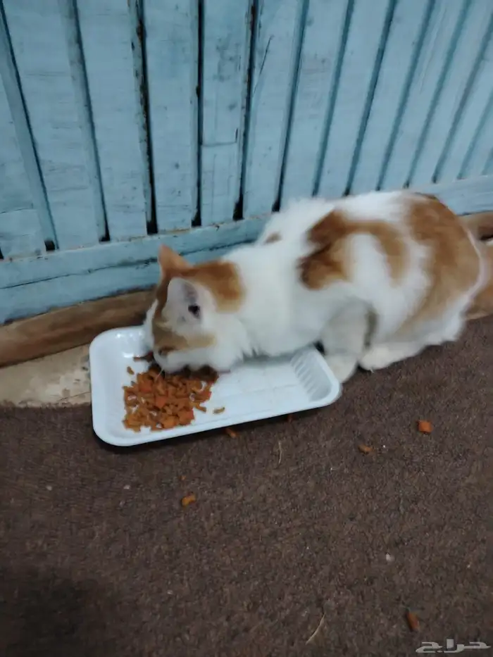 قطه شيرازي للتبني. 1