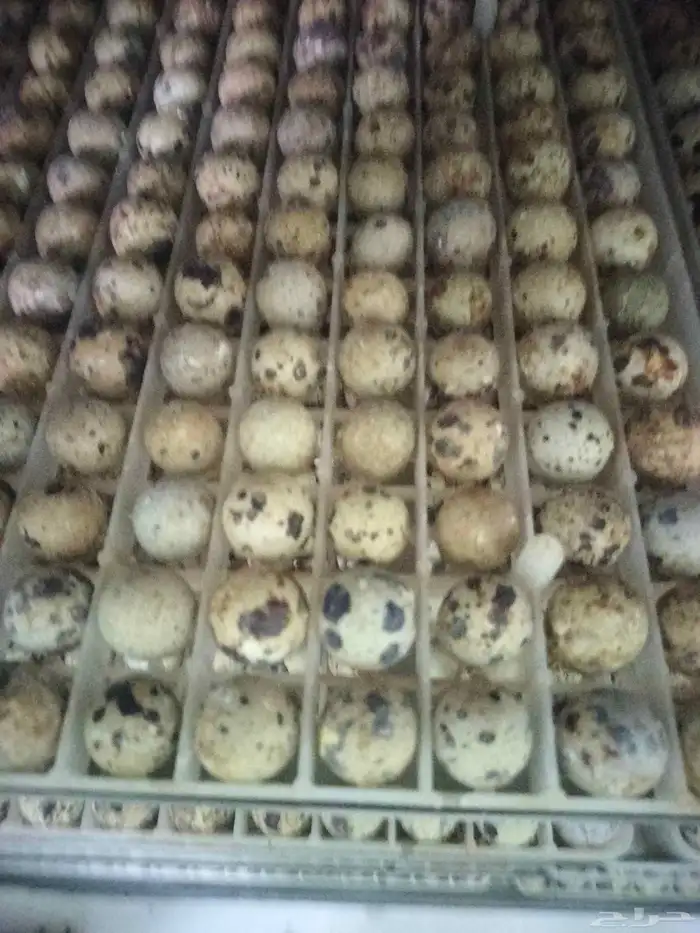 بيض سمان بلدي 2