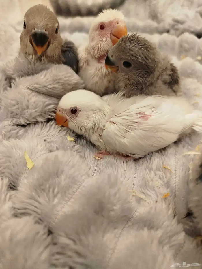 فروخ روز البينو الوان جميله اليفه جدا غر بشراهه 2