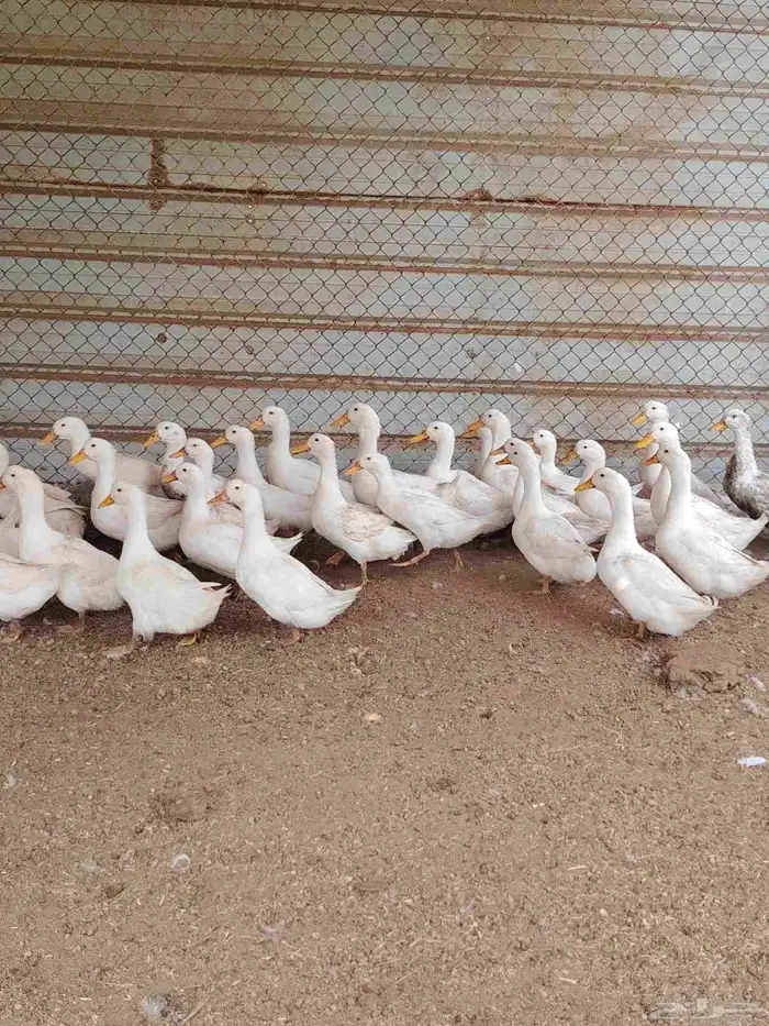 بط بكيني رابغ 2