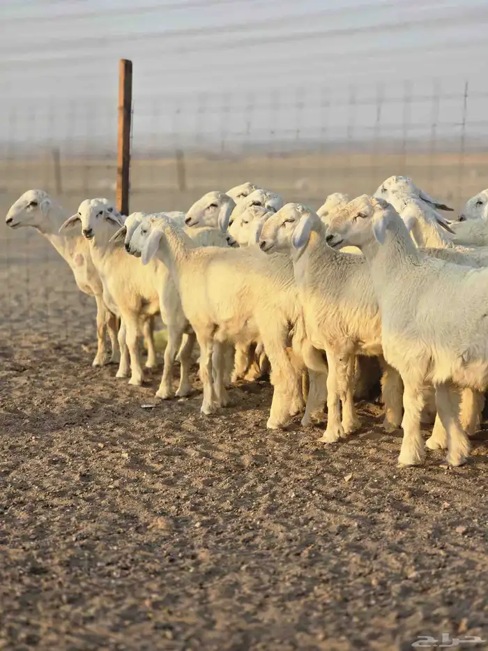 طليان جبره 0