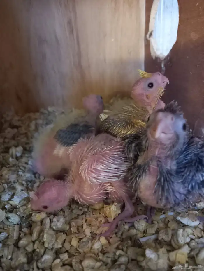 أربعة فروخ كروان..فخمه 3