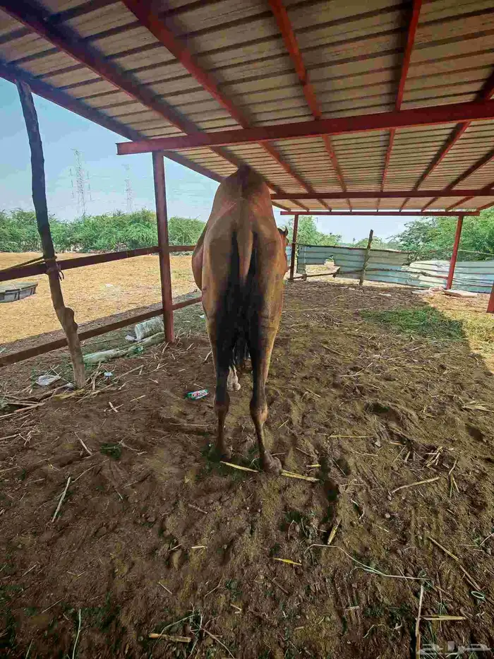 خلفا مصغر للبيع 4