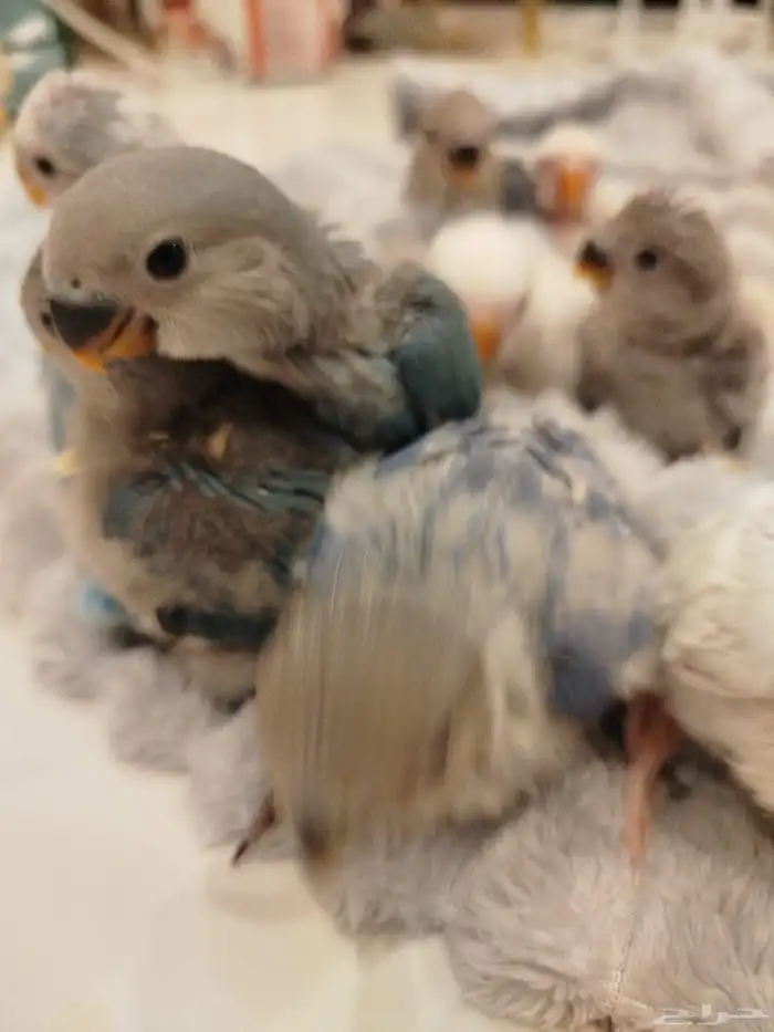 فروخ روز البينو الوان جميله اليفه جدا غر بشراهه 4