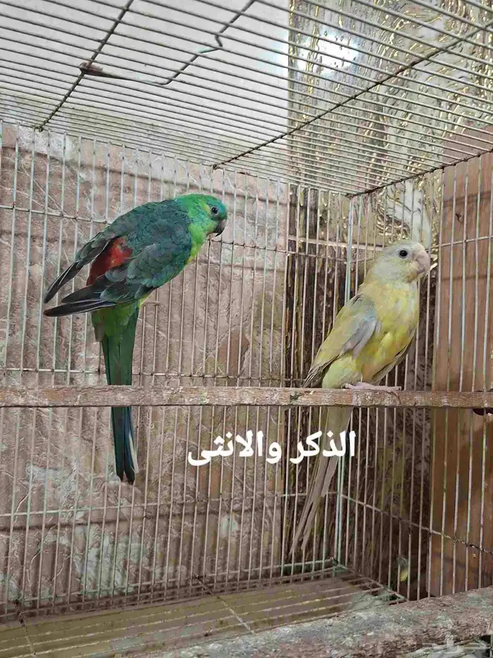 فرخ براكيت 2