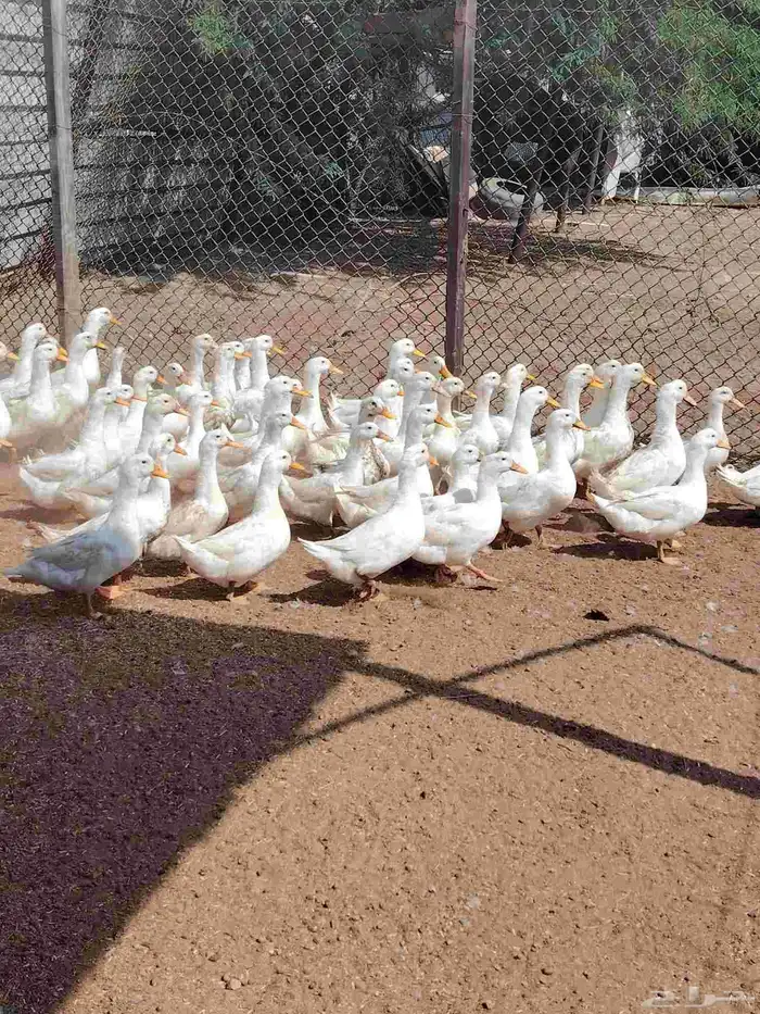 بط بكيني رابغ 4