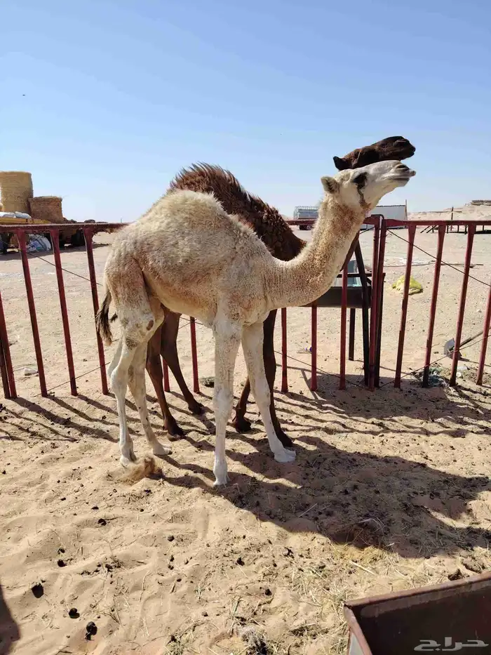 قعود أوضح عمره 5شهور مسحوب من أمه على حليب 1