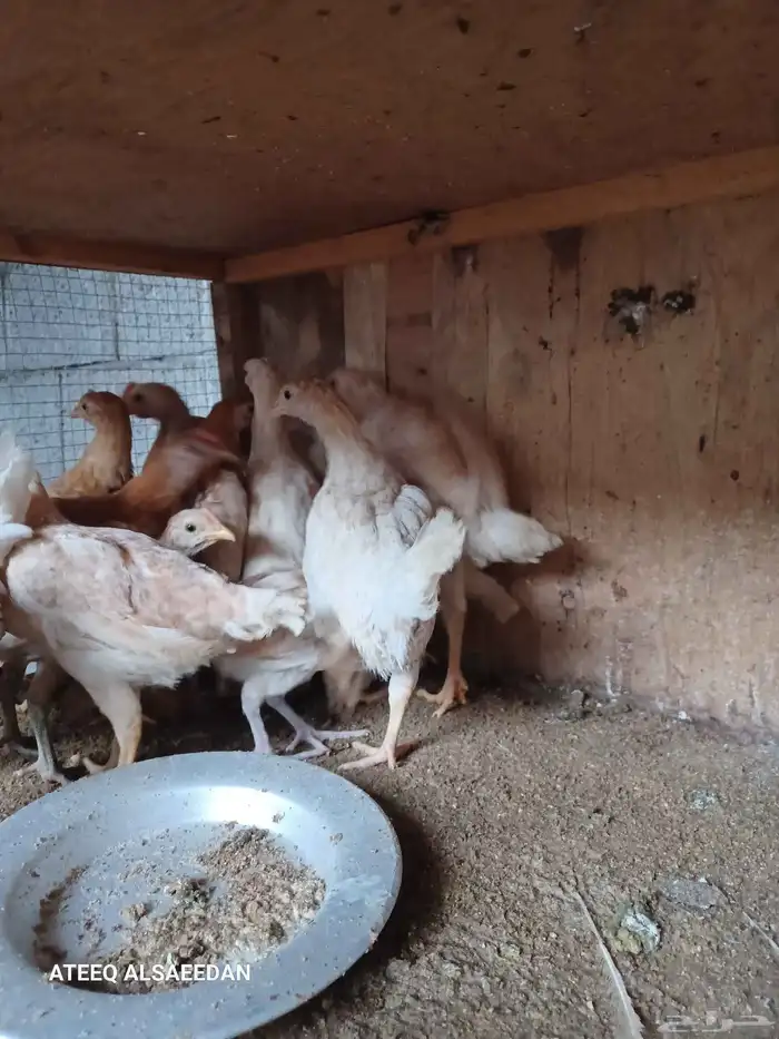 صيصان لوهمان 1