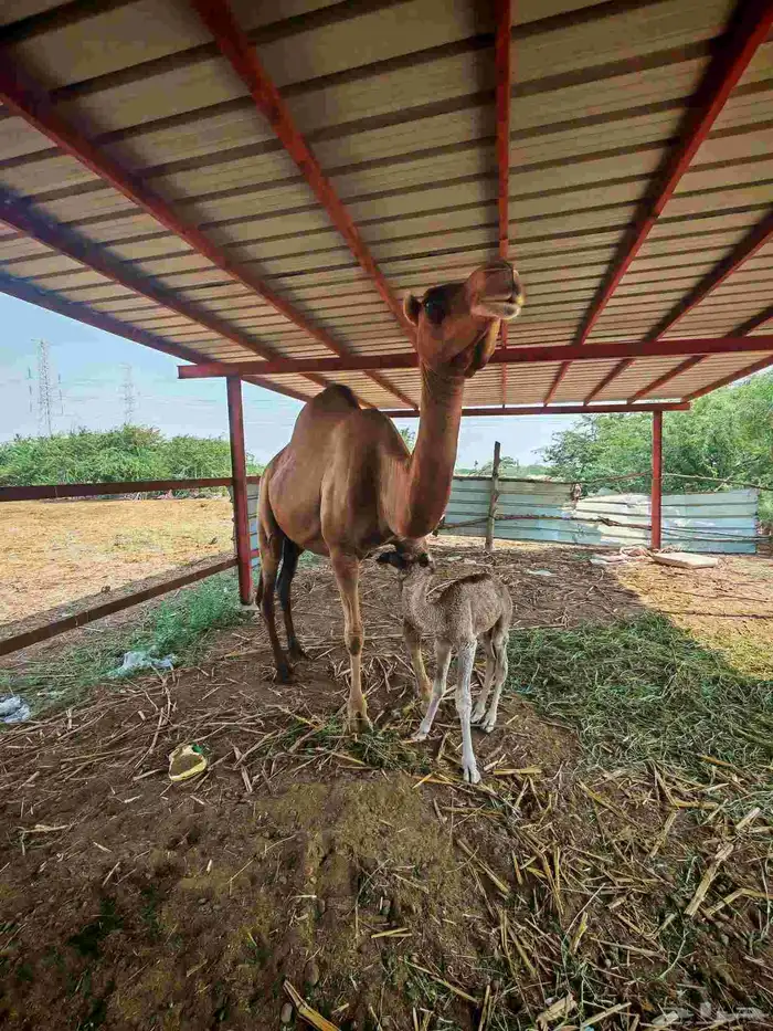 خلفا مصغر للبيع 2