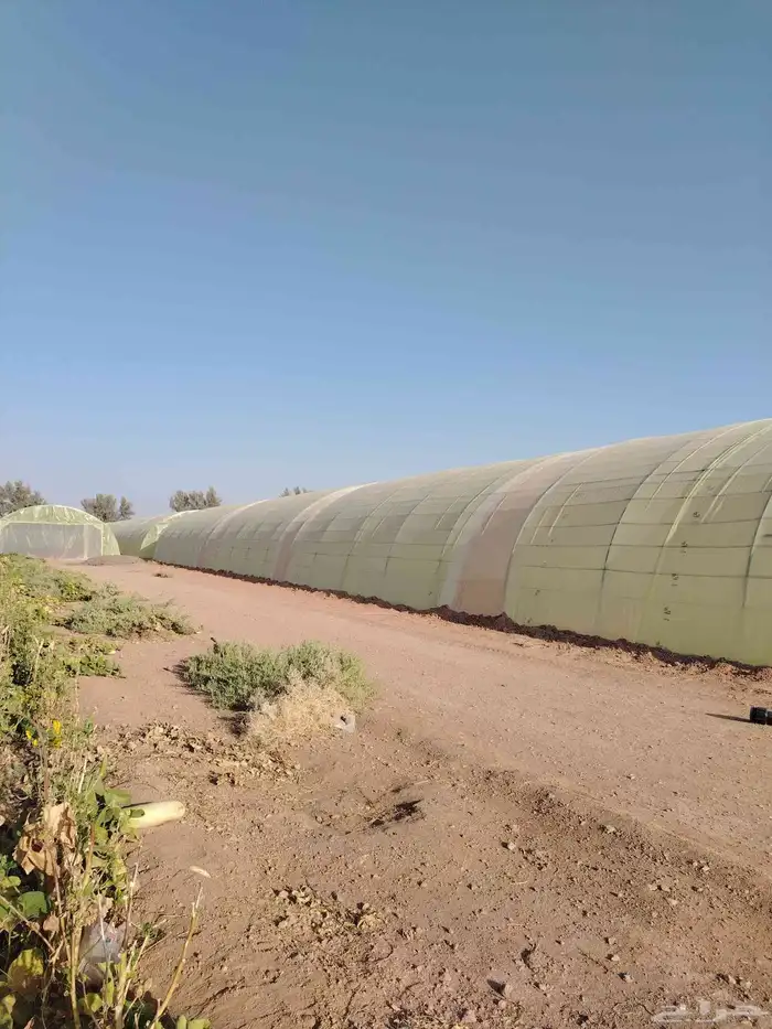 اجار بيوت محمية العداد عشرين بيت غير مكيفه 0