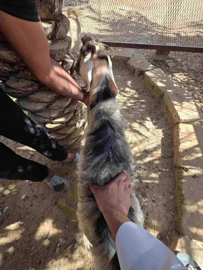 جفرتين عطرات 4