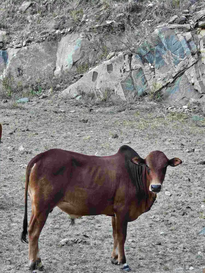 حسلان للبيع 1