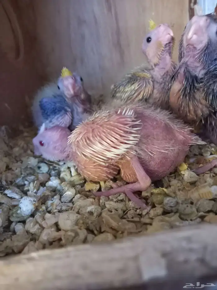 أربعة فروخ كروان..فخمه 4