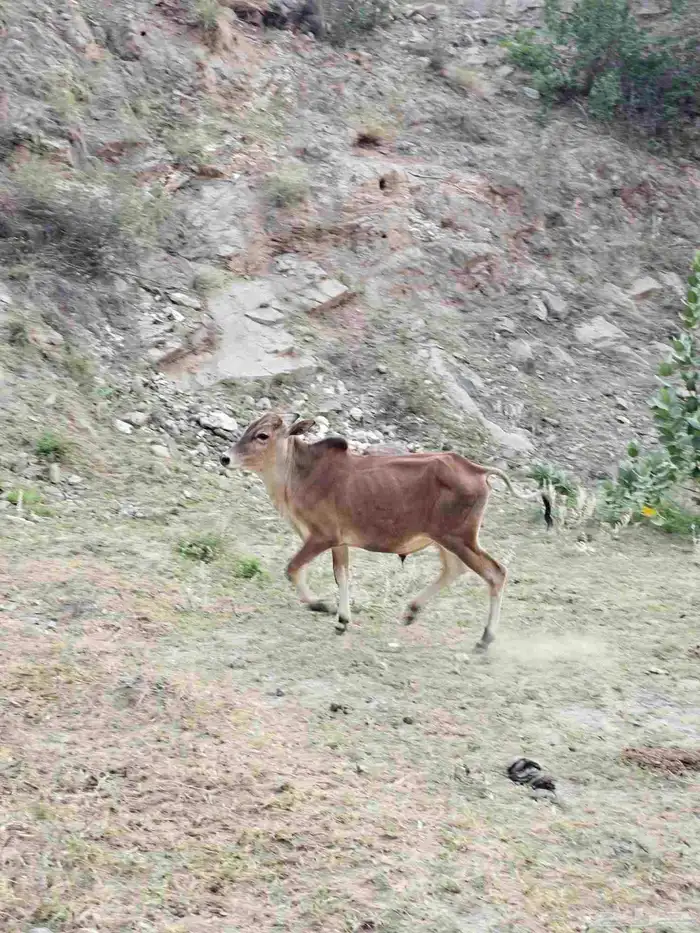 حسلان للبيع 0