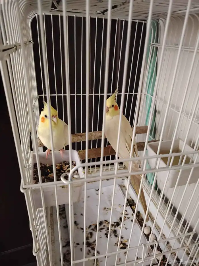 للبيع كروان ذكر وانثى منتجه 2