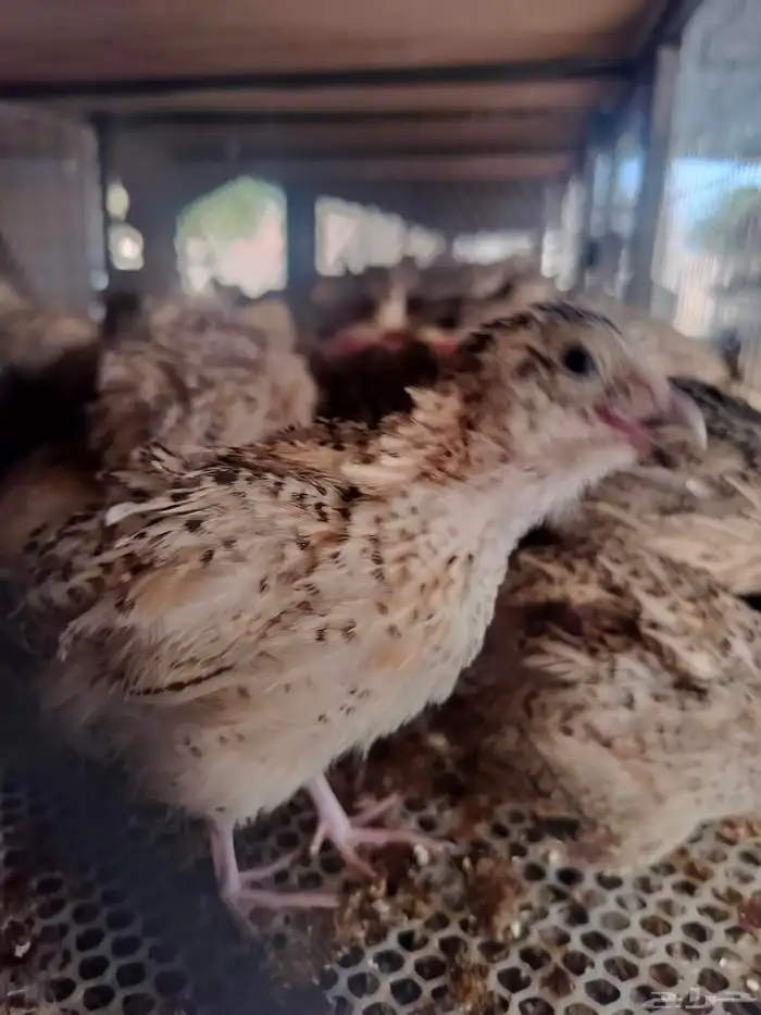 بيض سمان بلدي 3