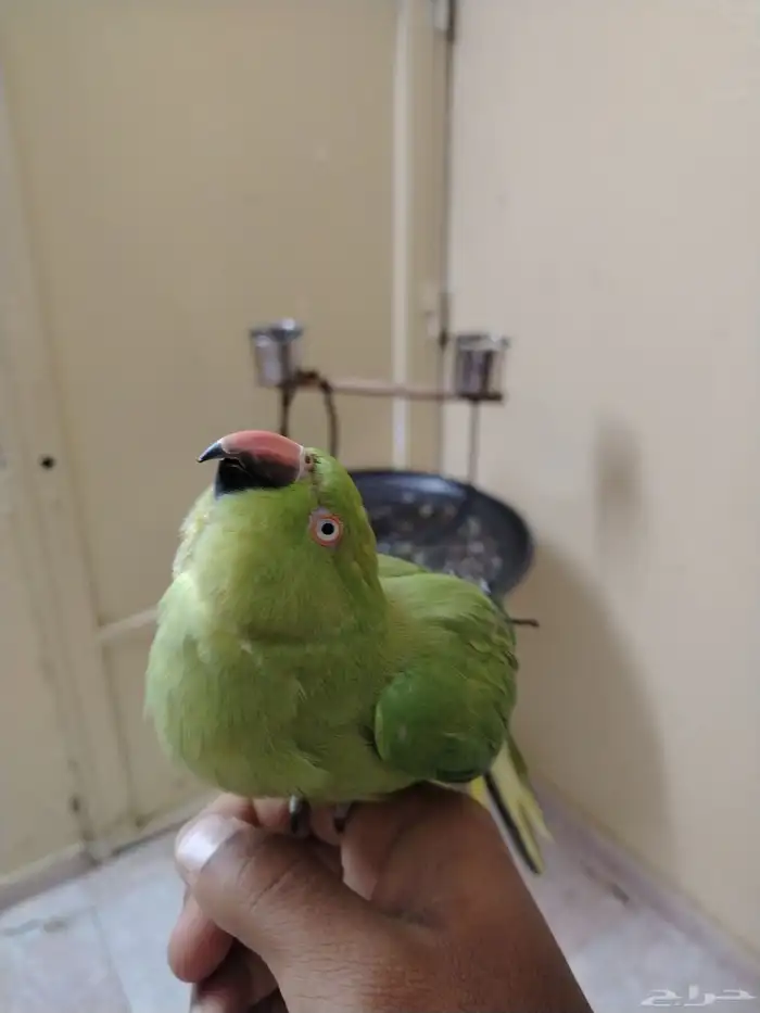 ببغاء الدره 0