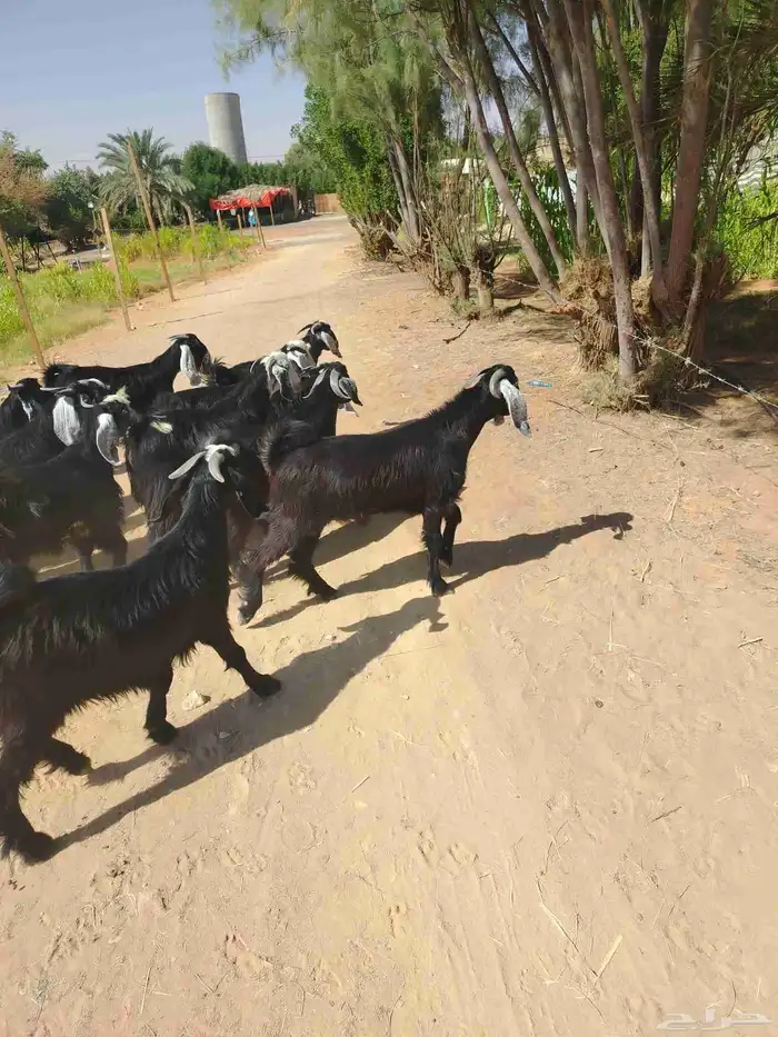 تيوس طيبه للبيع للتواصل 1