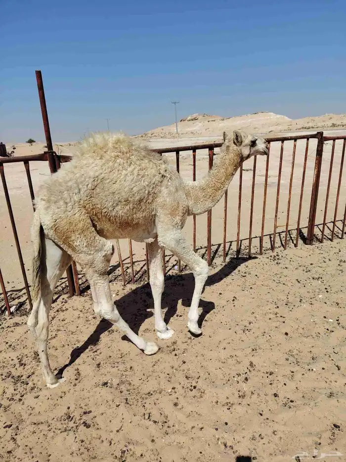 قعود أوضح عمره 5شهور مسحوب من أمه على حليب 3