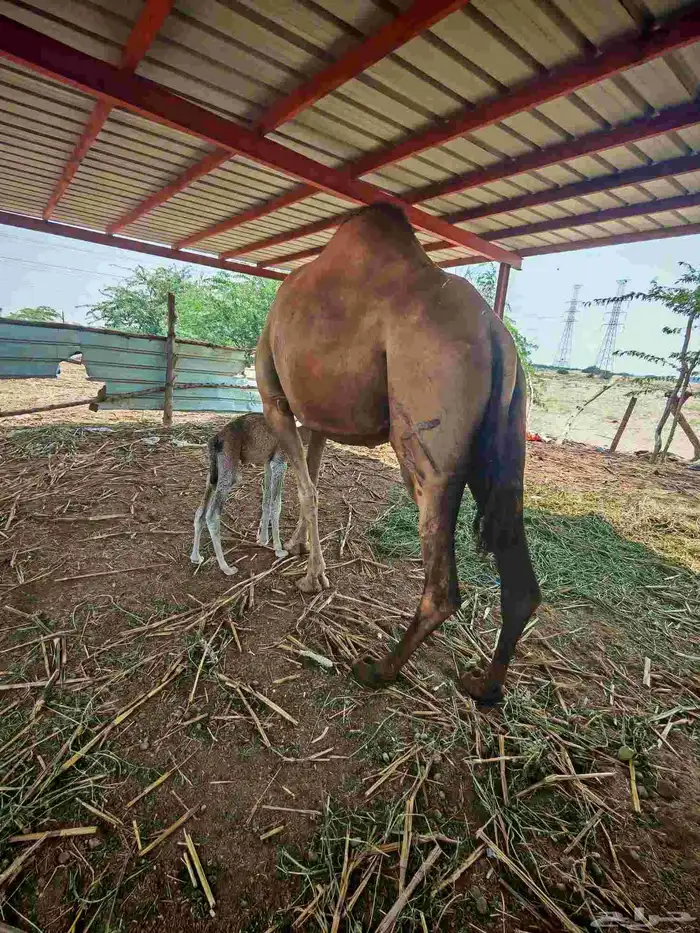 خلفا مصغر للبيع 3