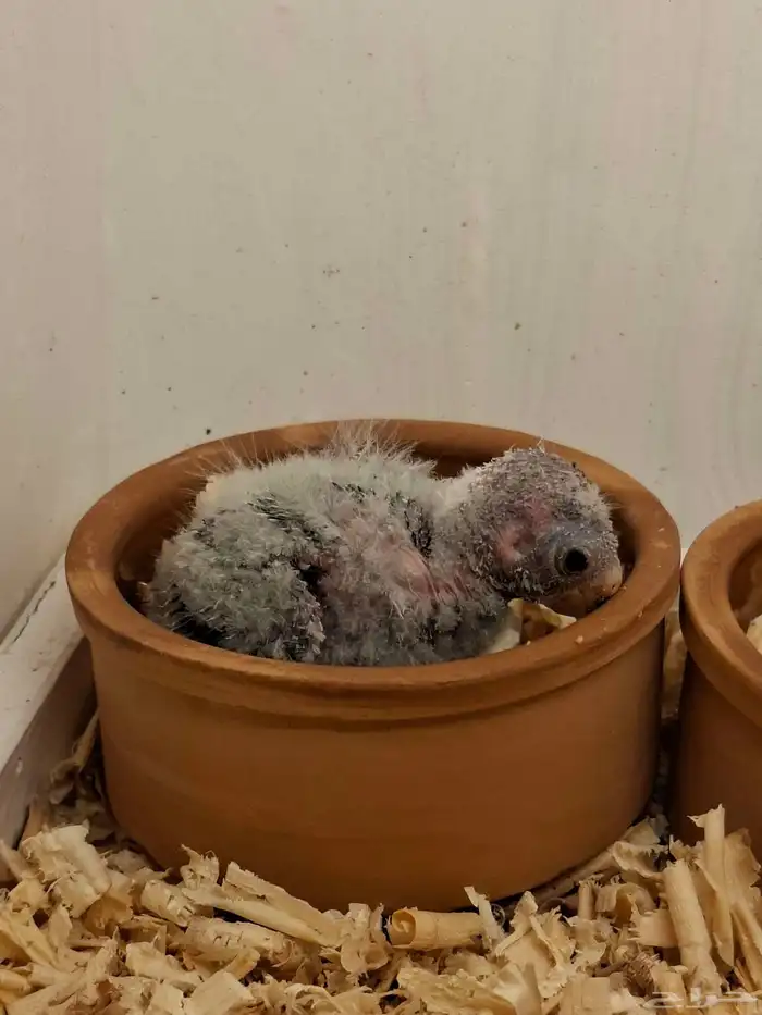 فرخ براكيت 0