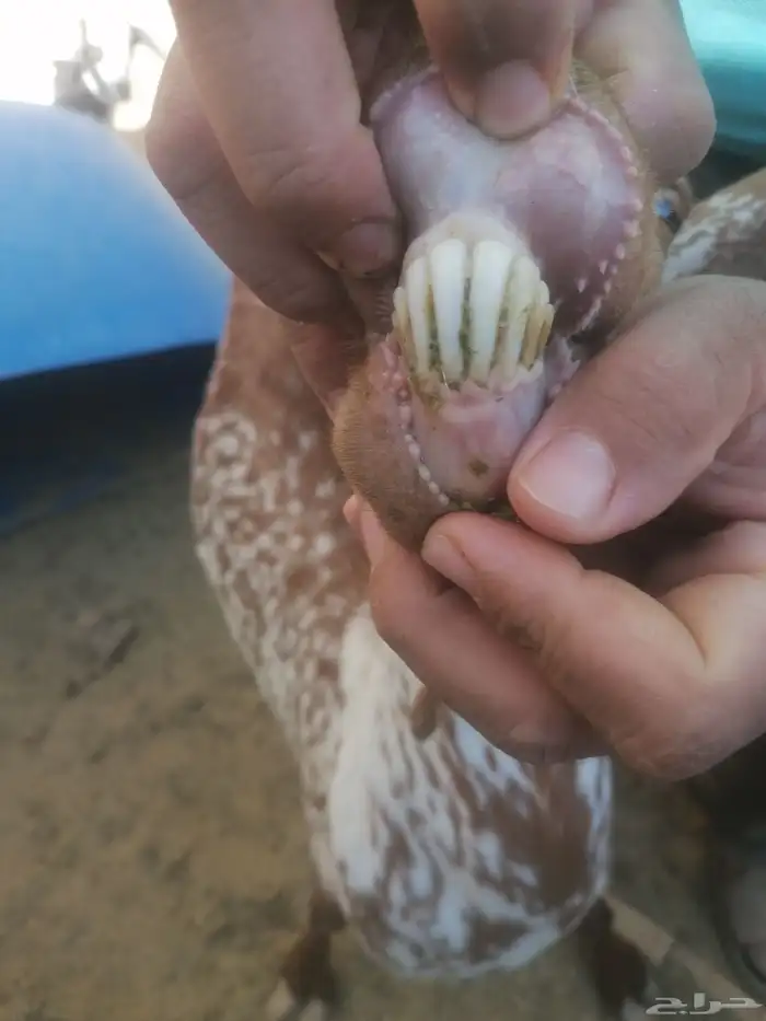 عنز محايليه يتبعها تيس 0