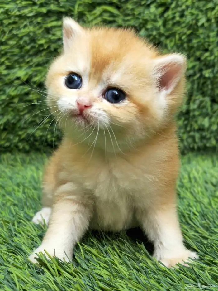 سكوتش ستريت ny مستوى بطل تم البيع 1