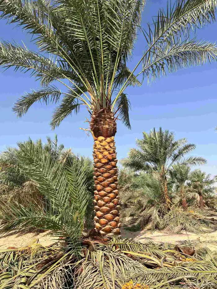 نخيل  الرياض  المزاحميه  الخرج  شقراء  الدوادمي  عفيف  القص 5