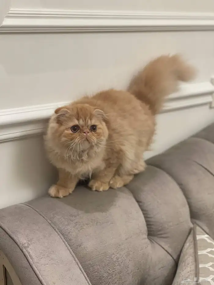 كتن بيكي فيس جميلة من اباء مستوردين عيون مستديرة فيس بريء 3