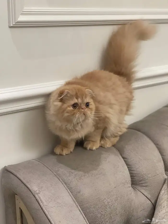 كتن بيكي فيس جميلة من اباء مستوردين عيون مستديرة فيس بريء 4