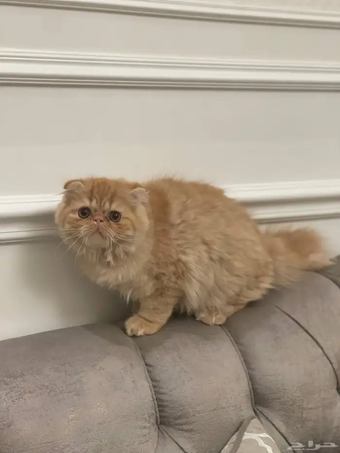 كتن بيكي فيس جميلة من اباء مستوردين عيون مستديرة فيس بريء 5