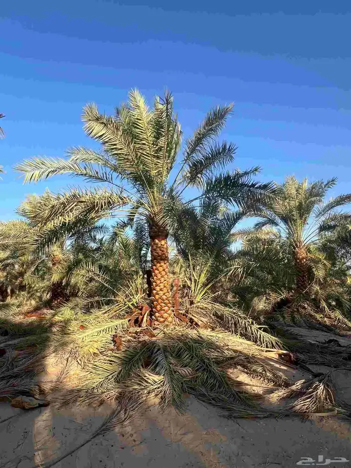 نخيل  الرياض  المزاحميه  الخرج  شقراء  الدوادمي  عفيف  القص 1