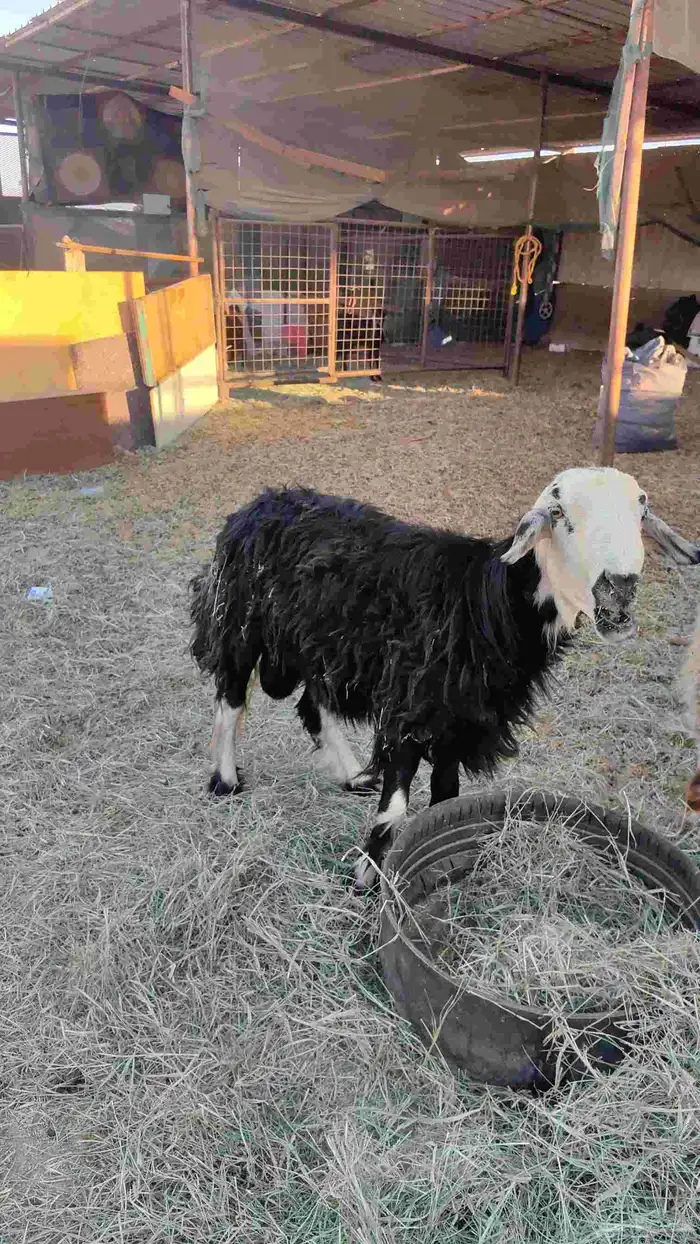 خروف.فحل.مشروط 2